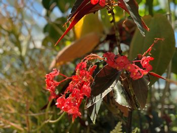 Close-up of red flowering plant during autumn