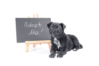 View of a dog against white background