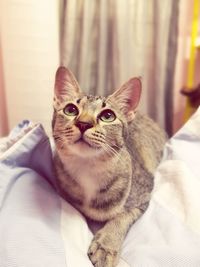 Close-up of cat on bed at home