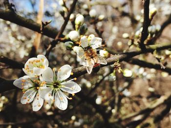 Close-up of cherry blossom