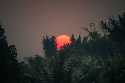 Low angle view of trees against clear sky