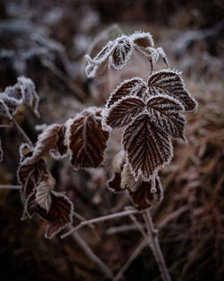 Close-up of frosted leaves on field