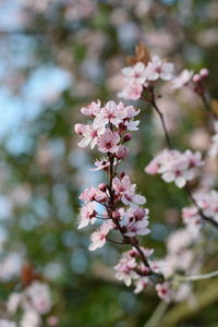 Close-up of pink cherry blossoms