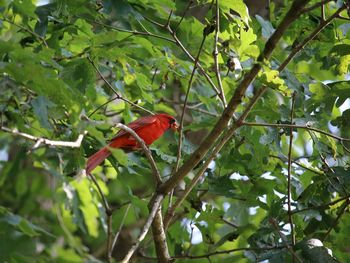 Low angle view of bird perching on branch