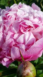 Close-up of pink rose