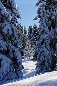 Snow covered trees on field against sky