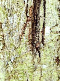 Close-up of tree trunk