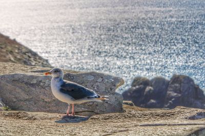 Seagull perching on a rock