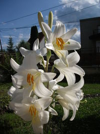 Close-up of white flowers blooming outdoors