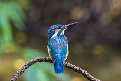 Close-up of bird perching on branch