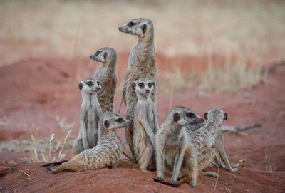 Meerkats resting on field