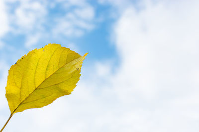 leaf