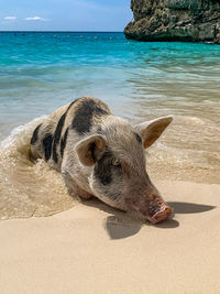 Close-up of pig on beach
