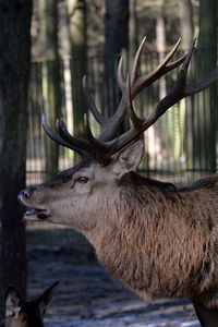 Close-up of deer in forest