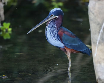 Bird drinking water