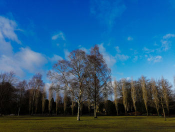 Trees on field against blue sky