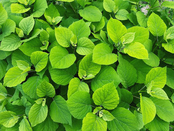 Full frame shot of green leaves