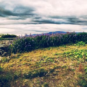 Plants growing on field against sky