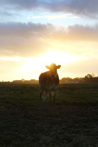 Horse standing on field against sky