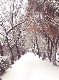 Snow covered road amidst trees during winter