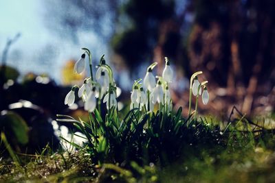 Close-up of snowflake flowers