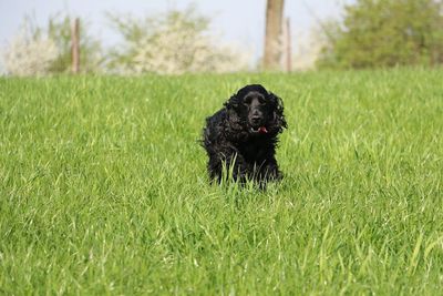 Black dog looking away on field