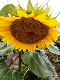 Close-up of sunflower blooming on field