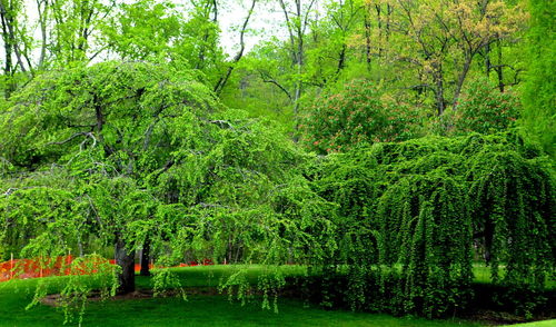 Ivy growing on tree