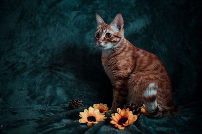 Close-up of a cat