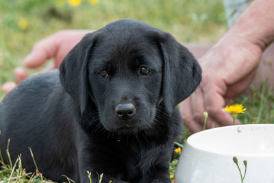 Cute portrait of an 8 week old black labrador puppy sitting on the grass with it's owner