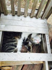 High angle view of cat relaxing below wooden chair