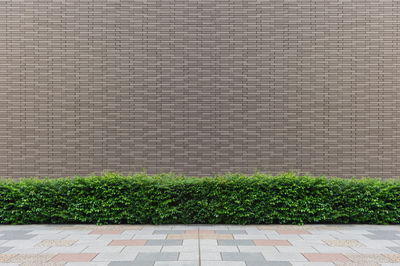 Plants growing against wall