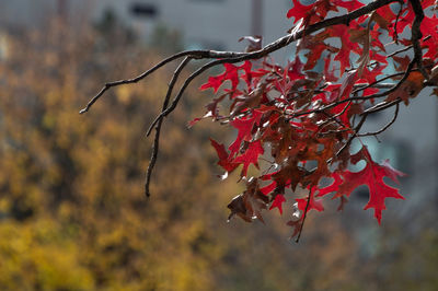 Close-up of red maple leaves on tree