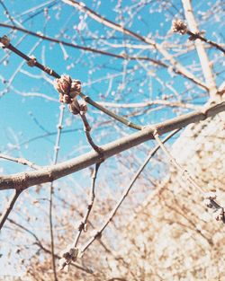 Branches of tree trunk