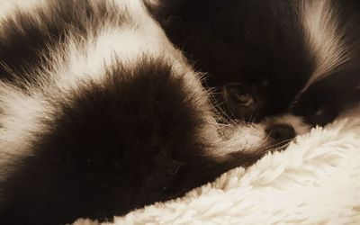 Close-up of cat sleeping