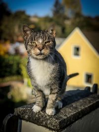 Portrait of a cat