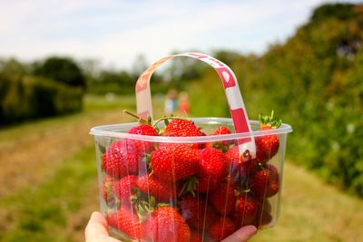 Close-up of hand holding red fruit on field