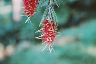 Close-up of red leaves on plant during autumn