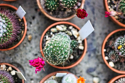 Echinopsis haematantha and its cactus plant family kept in a pot, arid plants - cactaceae