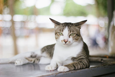 Close-up portrait of tabby cat