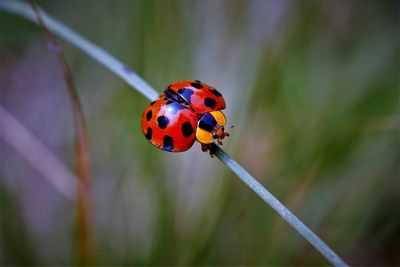 Close-up of giant bamboo ladybird on host plant