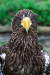 Close-up of an eagle