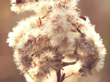 Close-up of plant against blurred background