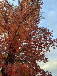 Low angle view of autumnal tree against sky