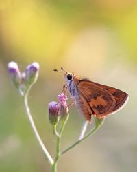 Close-up of butterfly on plant