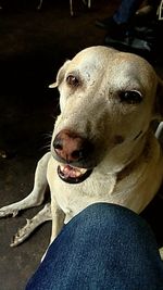 Close-up of person with dog