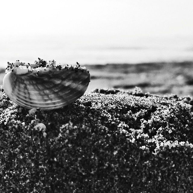 sea, water, nature, animal shell, beach, beauty in nature, tranquility, focus on foreground, rock - object, close-up, seashell, animal themes, animals in the wild, wildlife, shore, shell, outdoors, day, natural pattern, tranquil scene