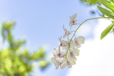 Low angle view of flowering plant against sky