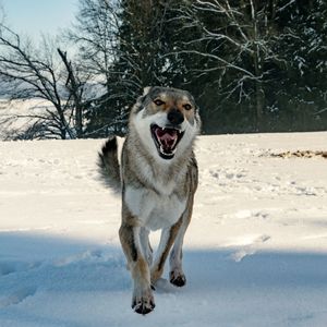 Portrait of a dog on snow covered land