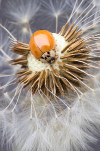 Close-up of insect on white flower